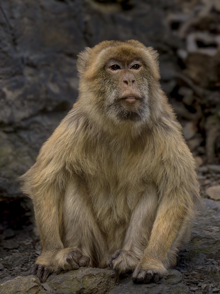 20092500125 The Stare of the Macaque Monkey Commercial Use Digital Downloadable Image - Image 1