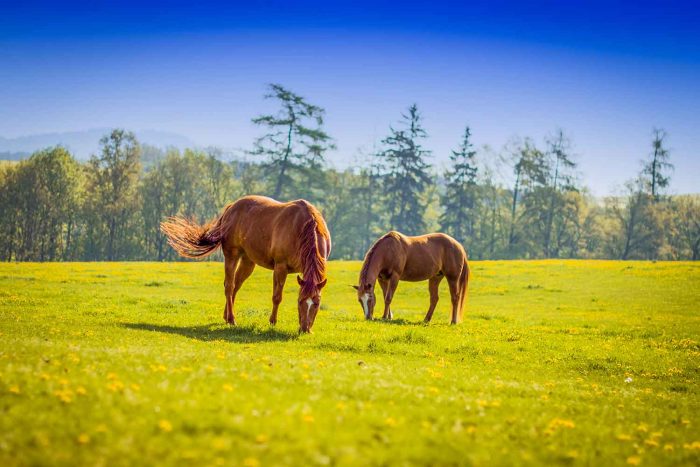 Chestnut Horses in Harmony – Wildlife Photography Commercial Use Digital Downloadable Image - Image 1
