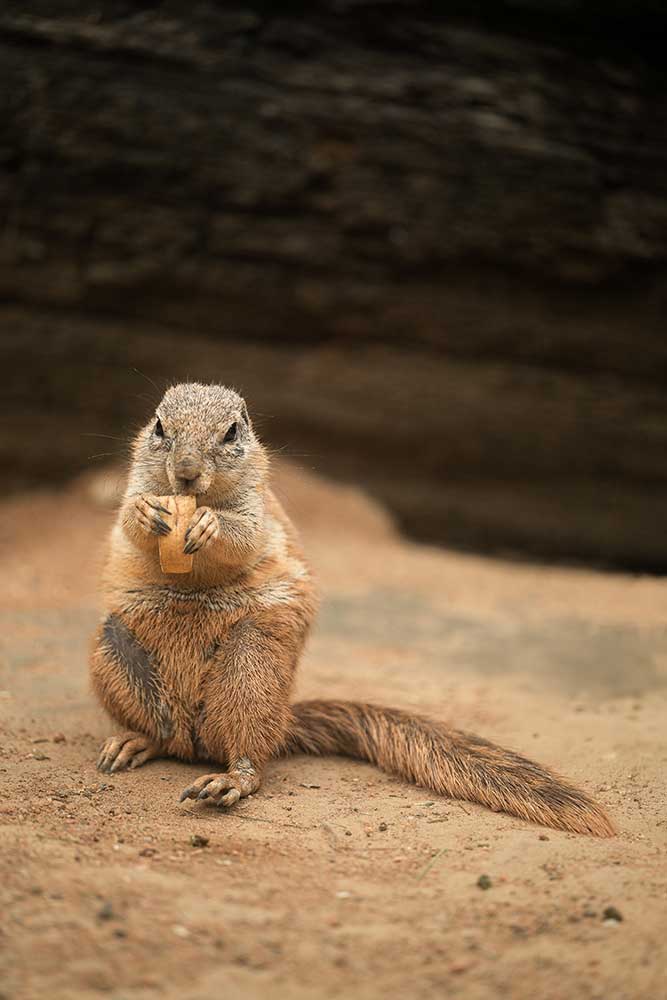 curious-ground-squirrel-eating-commercial-use-digital-downloadable-image-1.jpg Curious Ground Squirrel Eating Stock Image - Image 1