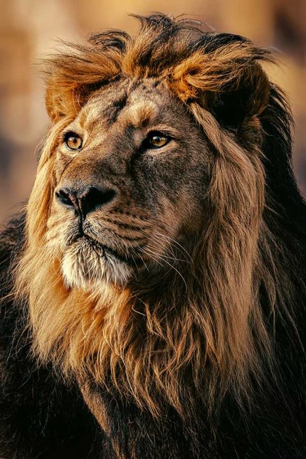 Stunning Lion Headshot: Wildlife Beauty Fine Art Poster