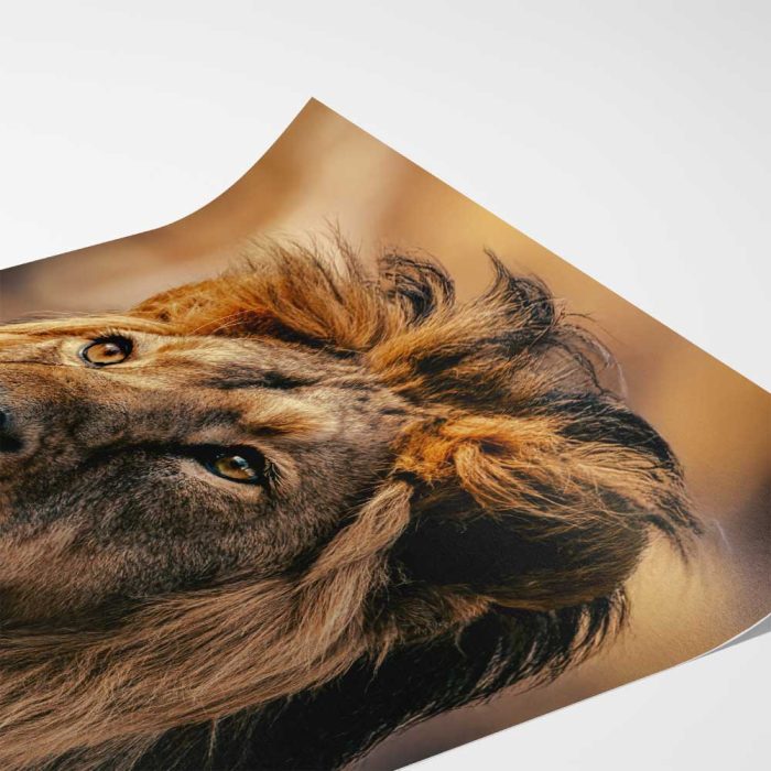 Stunning Lion Headshot: Wildlife Beauty Fine Art Poster - Image 2