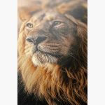 Stunning Lion Headshot: Wildlife Beauty Fine Art Poster - Image 3