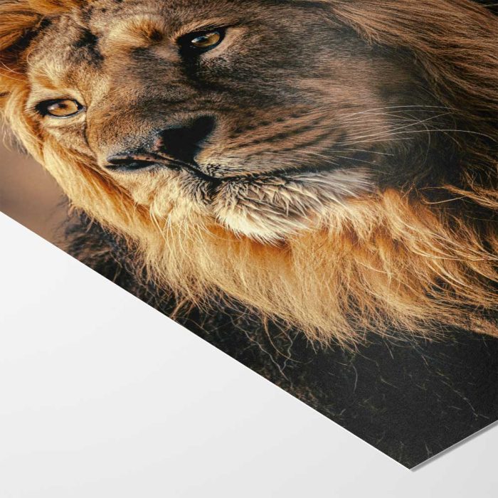 Stunning Lion Headshot: Wildlife Beauty Fine Art Poster - Image 4